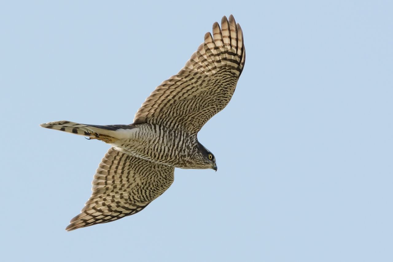 Sparviero (Accipiter nisus)